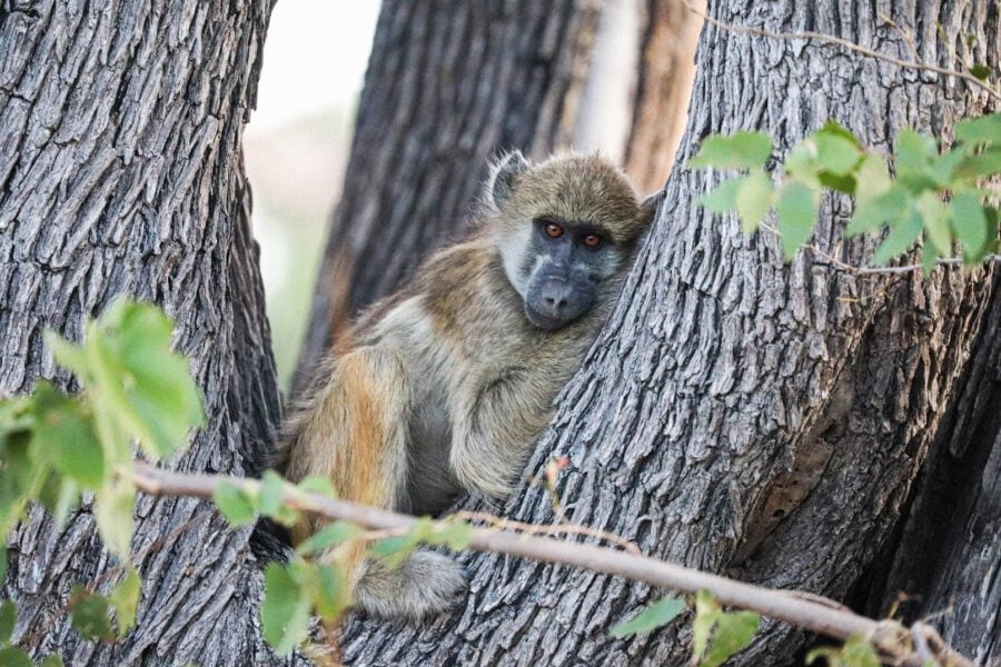 Great Plains' Sitatunga Private Island Opens In Botswana - THE Stylemate